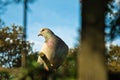 Portrait profile of cute pigeon in woods looking at camera in blue sky