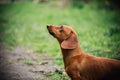 Portrait in profile of Dachshund dog in outdoor. Beautiful Dachshund standing on the green grass. Standard smooth-haired dachshund