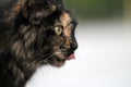 Torty cat portrait in profile Royalty Free Stock Photo