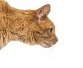 Portrait profile head shot ginger cat, isolated