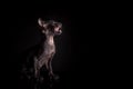 Portrait of profile of little black color kitten of oriental cat breed sitting against black background