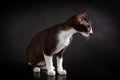 Portrait of profile of little brown and white color kitten