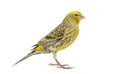 Portrait profile of a lizzard canary, isolated