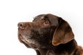 portrait in profile of an older chocolate colored labrador looking up