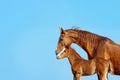 Portrait in profile of a red mare on a blue background.