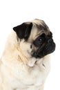 Portrait of a profile of a small and funny pug dog. Close-up. Isolated on white background .