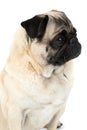 Portrait of a profile of a small pug dog. Isolated on white background.