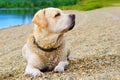 Portrait in profile of labrador retriever dog laying on pebble beach after swimming in lake