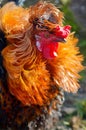 Portrait of a proud Colorful Rooster Royalty Free Stock Photo