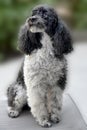 Portrait of a proud harlequin poodle