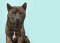 Portrait of a Kai Ken dog the national japanese breed looking at the camera on a blue background