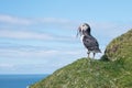 Portrait of a proud North Atlantic puffin with a catch at mythical Faroe Island Mykines, late summer, blue sky Royalty Free Stock Photo