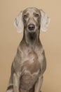 Portrait of a weimaraner dog on a sand colored background