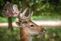 Deer portrait in a forest in summer