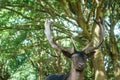 Proud deer in a forest in summer