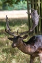 Proud deer in a forest in summer