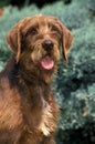 Portrait of Pudel Pointer Dog Royalty Free Stock Photo