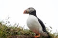 Portrait of a puffin bird in Iceland, standing and looking proud Royalty Free Stock Photo