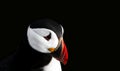 Side Portrait of a Puffin Royalty Free Stock Photo