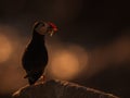 A Portrait of a Puffin with fish in its beab