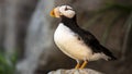 Portrait of a Puffin standing on a rock Royalty Free Stock Photo