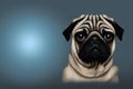 Portrait of pug. Charming wrinkled dog with sad eyes. Royalty Free Stock Photo