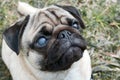 Portrait of a pug dog with a blind eye Royalty Free Stock Photo