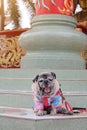 Portrait, Pug dog, fat dog, cute sleepy pose, pet concept Royalty Free Stock Photo