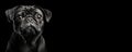 Portrait of a Pug dog isolated on black background banner with copy space Royalty Free Stock Photo