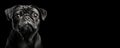 Portrait of a Pug dog isolated on black background banner with copy space