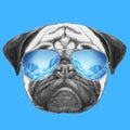 Portrait of Pug Dog with mirror sunglasses. Royalty Free Stock Photo