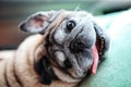 Portrait of a pug dog, old age, cute, funny, happy, yawning with sleepiness, relaxing time lying on the background wood floor. Royalty Free Stock Photo