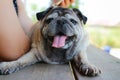 Portrait of a pug dog, old age, cute, funny, happy, yawning with sleepiness, relaxing time lying on the background wood floor. Royalty Free Stock Photo