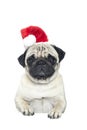 Portrait of a pug dog in a Santa Claus hat Royalty Free Stock Photo