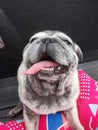 Portrait Pug, Fat Dog, Smiley Face, Happy Seeing Teeth and Tongue.