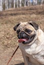 Portrait of a pug with his tongue hanging out against a blurred forest.