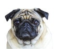 Portrait pug on white Royalty Free Stock Photo