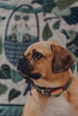 Portrait of a puggle dog looking to the side