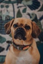 Portrait of a puggle with a rainbow heart on the collar, looking at the camera