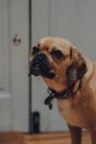 Portrait of a puggle with a rainbow heart on the collar, looking to the side