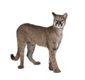 Portrait of Puma cub in front of white background Royalty Free Stock Photo