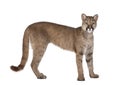 Portrait of Puma cub, Puma concolor, 1 year old Royalty Free Stock Photo