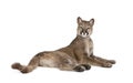 Portrait of Puma cub, Puma concolor, 1 year old