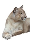 portrait puma isolated on white background Royalty Free Stock Photo