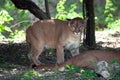 Portrait of puma in wildlife Royalty Free Stock Photo