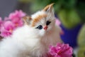 Portrait of puppet, a toy cat in pink flowers, closeup