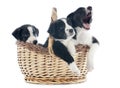 Puppies border collies Royalty Free Stock Photo