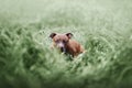 Portrait of a puppy of the American Staffordshire terrier Royalty Free Stock Photo