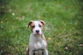 Portrait of puppy American Staffordshire Terrier. Royalty Free Stock Photo