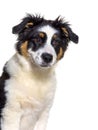 Portrait of puppy australian shepherd, Four months old, close-up Royalty Free Stock Photo